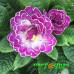 Примула Belarina Lively Lilac Примула Belarina Lively Lilac