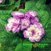 Примула Belarina Lively Lilac Примула Belarina Lively Lilac