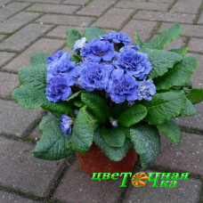 Примула Belarina Delft Blue