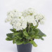 Примула Pollyanna Frosty White Примула Pollyanna Frosty White