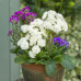 Примула Pollyanna Frosty White Примула Pollyanna Frosty White