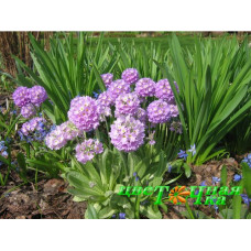 Примула зубчатая Lilac