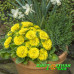 Примула Belarina Day-Glo Yellow