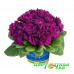 Примула Belarina Purple Diamond Примула Belarina Purple Diamond