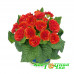 Примула Belarina Tangerine Twist