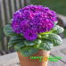 Примула Belarina Purple Diamond
