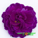 Примула Belarina Purple Diamond Примула Belarina Purple Diamond