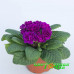 Примула Belarina Purple Diamond Примула Belarina Purple Diamond