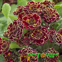 Примула Belarina Sunrise Ruby Примула Belarina Sunrise Ruby