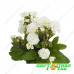 Примула Pollyanna Frosty White