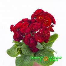 Примула Pollyanna Red Candy