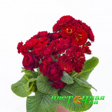 Примула Pollyanna Red Candy
