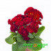 Примула Pollyanna Red Candy