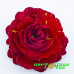 Примула Pollyanna Red Candy