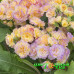 Примула Pretty Polly Blushing Peach