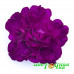 Примула Pretty Polly Burgundy Примула Pretty Polly Burgundy