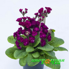 Примула Pretty Polly Burgundy
