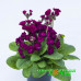 Примула Pretty Polly Burgundy