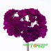Примула Pretty Polly Burgundy Примула Pretty Polly Burgundy