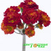 Примула Pretty Polly Tropical