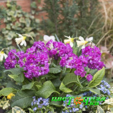 Примула Pretty Polly Deep Lilac