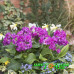 Примула Pretty Polly Deep Lilac