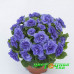 Примула Prima Belarina Blue Bird