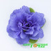 Примула Prima Belarina Blue Bird