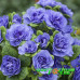 Примула Prima Belarina Blue Bird