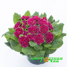 Примула Prima Belarina Cranberry Corsage