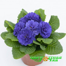 Примула Prima Belarina Ocean Blue