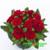 Primula Prima Belarina Scarletta