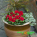 Primula Prima Belarina Scarletta