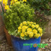Примула Prima Belarina Spring Sun