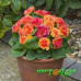 Примула Belarina Tangerine Twist