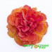 Примула Belarina Tangerine Twist