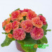 Примула Belarina Tangerine Twist