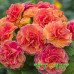 Примула Belarina Tangerine Twist