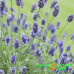 Лаванда узколистная Oxford Gem