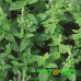Мята Земляника Гранд