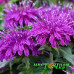 Монарда Balmy Lilac