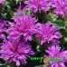 Монарда Balmy Lilac