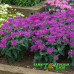 Монарда Balmy Lilac