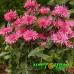 Монарда Balmy Pink