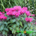 Монарда Balmy Pink