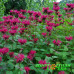 Монарда Knight Rose