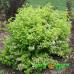 Пузыреплодник калинолистный Little Greeny