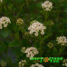 Пузыреплодник калинолистный Little Greeny