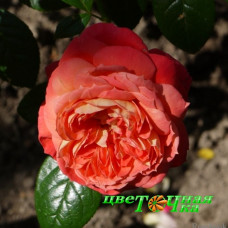 Роза флорибунда Куин оф Хертц