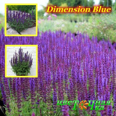 Сальвия New Dimension Blue